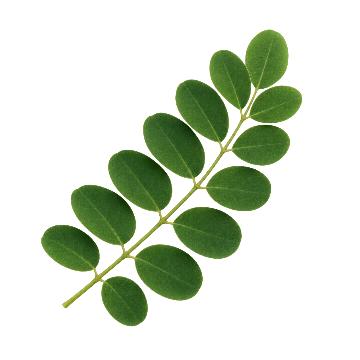Moringa